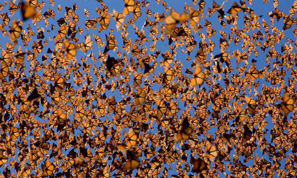 Swarm of Painted Lady Butterflies After Malibu Super Bloom
