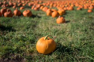 5 Halloween Events and At-Home Activities in and Around Malibu