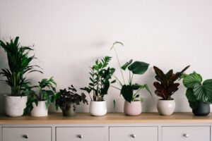 How to Choose the Best Indoor Plants for Your Home